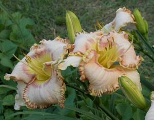 Seraphim Whirlwind (2007)